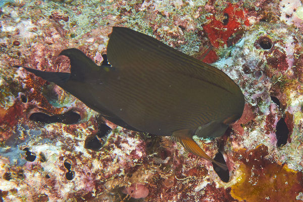 Surgeonfish - Striped Bristletooth
