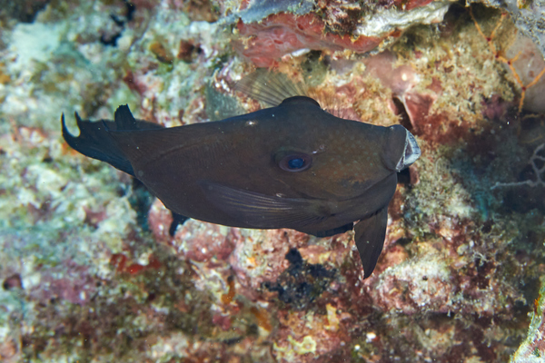 Surgeonfish - Brushtail tang