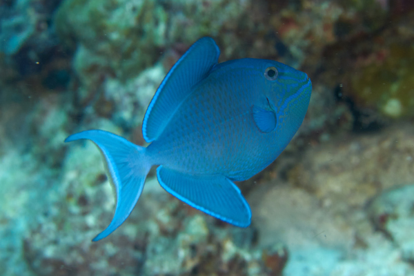 Triggerfish - Blue Triggerfish