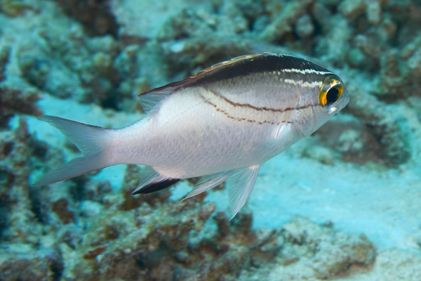 Breams - Two-lined Monocle Bream
