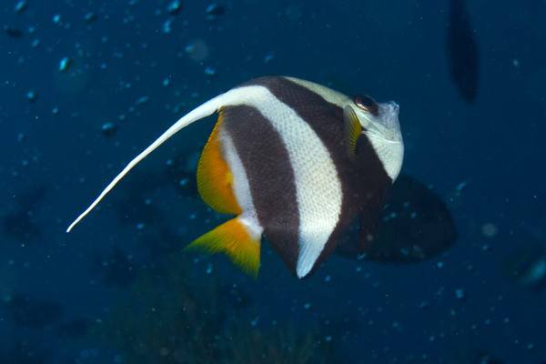 Butterflyfish - Schooling Bannerfish