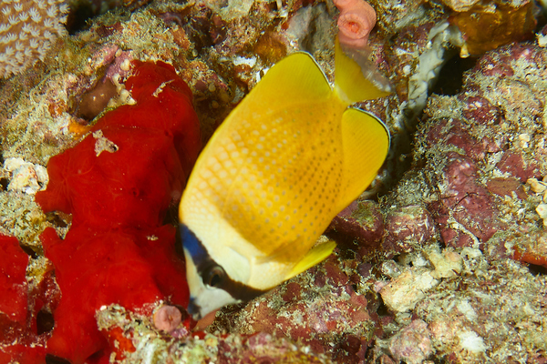 Butterflyfish - Sunburst butterflyfish