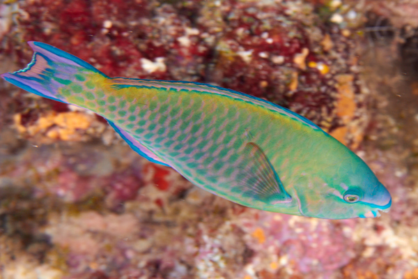 Parrotfish - Quoy's parrotfish