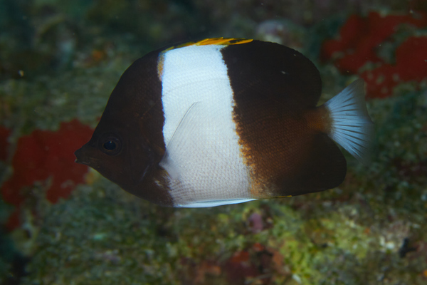 Butterflyfish - Brown-and-white Butterflyfish