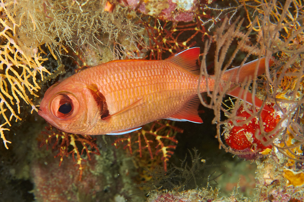 Soldierfish - Yellow-fin Soldierfish