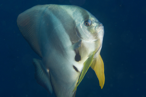 Spadefish - Golden Spadefish