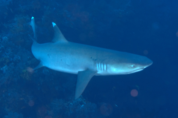 Sharks - Whitetip Reef Shark