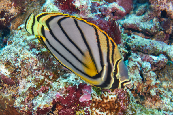 Butterflyfish - Scrawled Butterflyfish