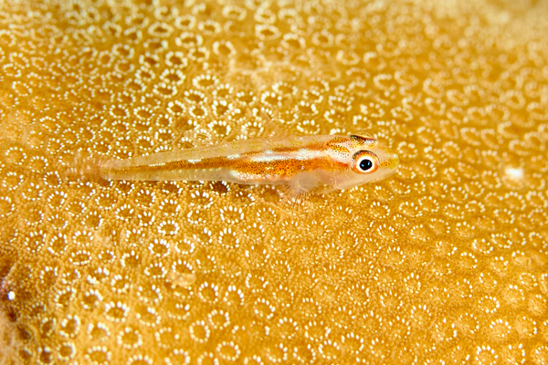 Blennies - Michel's Host Goby