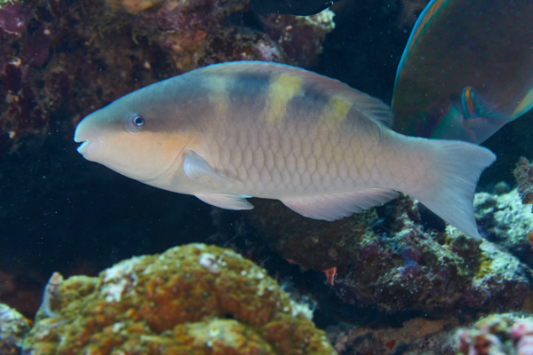 Parrotfish - Fivesaddle Parrotfish