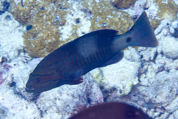 Groupers - Masked Grouper