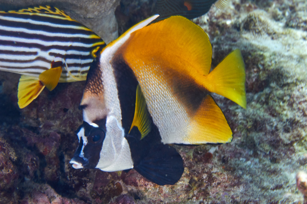 Butterflyfish - Masked Bannerfish