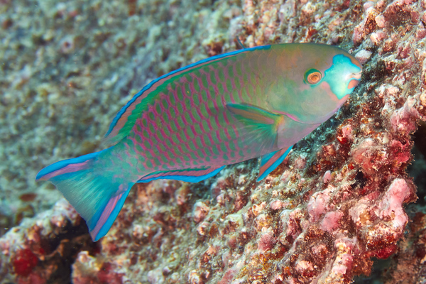 Parrotfish - Roundhead parrotfish