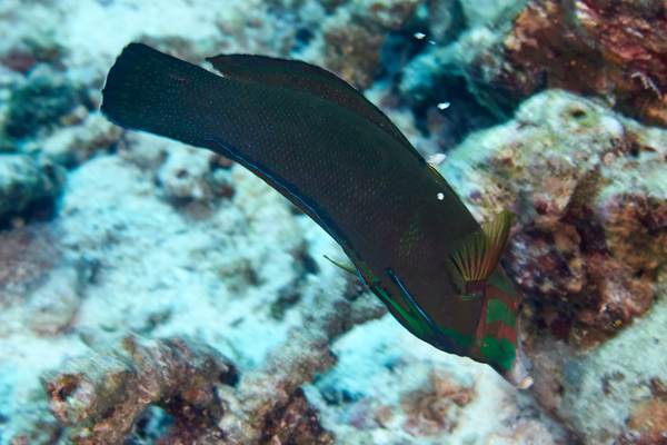 Wrasse - African Sand Wrasse