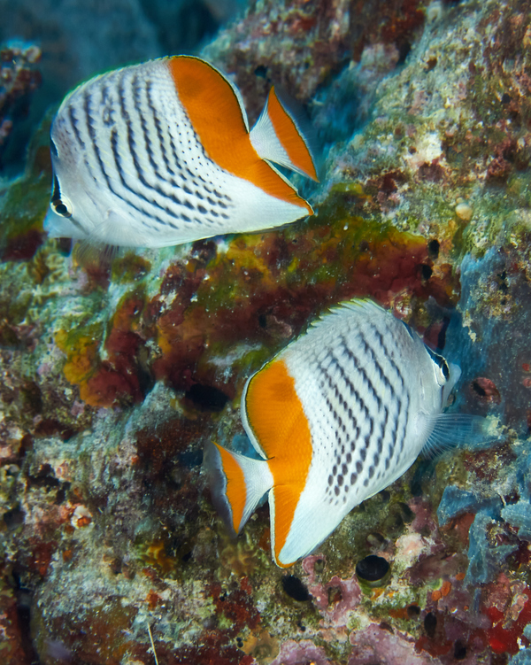 Butterflyfish - Seychelles Butterflyfish