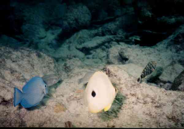 Surgeonfish - Blue Tang