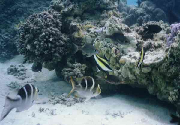 Surgeonfish - Moorish Idol