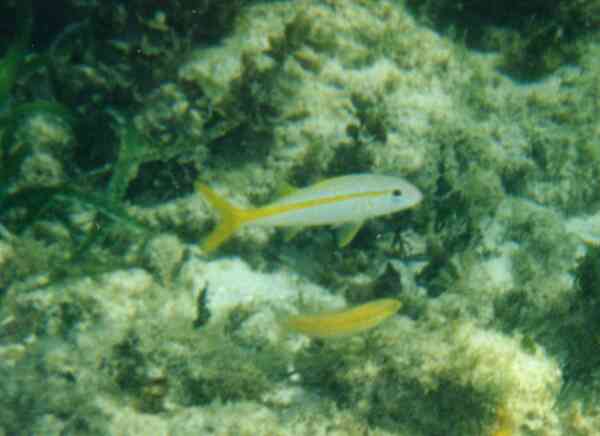 Goatfish - Yellow Goatfish