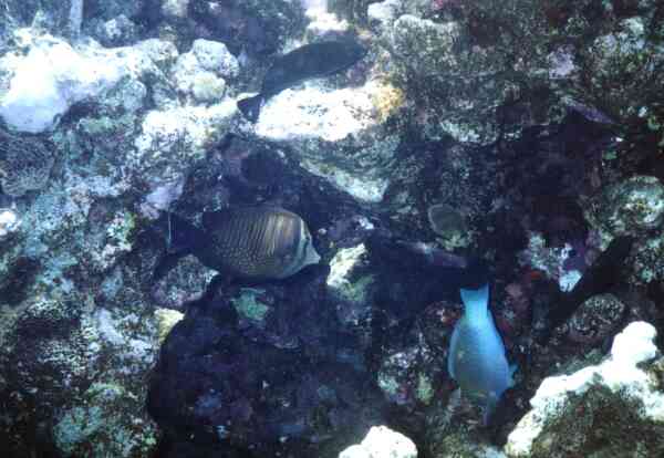 Surgeonfish - Desjardini Sailfin Tang