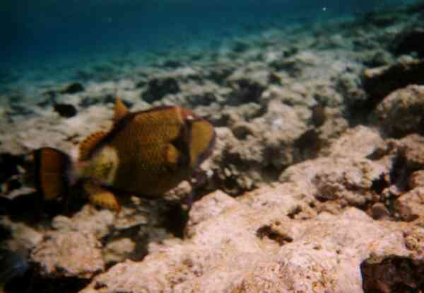 Triggerfish - Titan Triggerfish