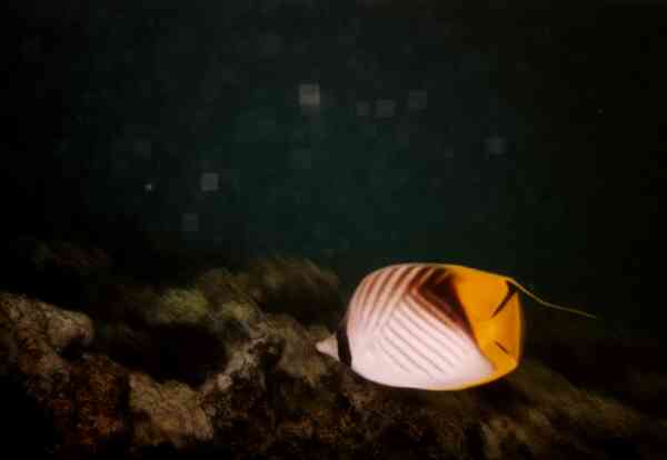 Threadfin Butterflyfish - Chaetodon auriga