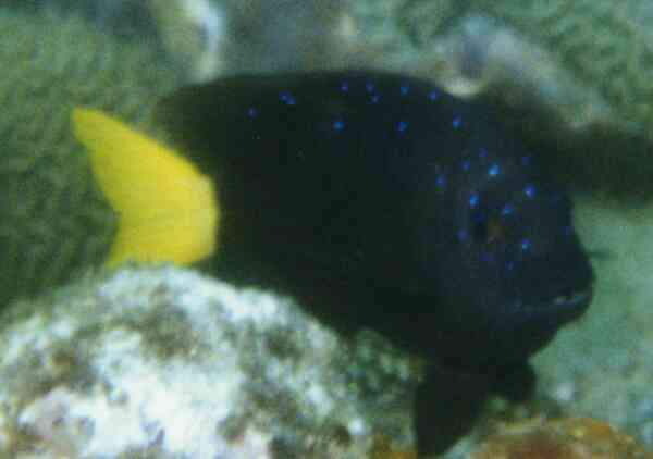 Damselfish - Yellowtail Damselfish