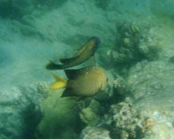 Damselfish - Yellowtail Damselfish