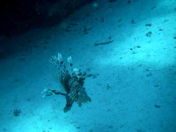 Lionfish - Lionfish