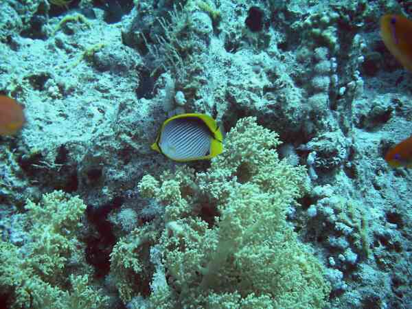 Butterflyfish - Black Backed Butterflyfish