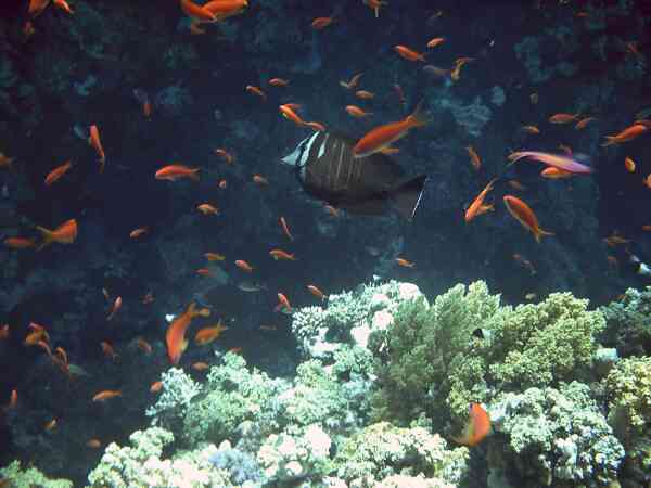 Surgeonfish - Desjardini Sailfin Tang