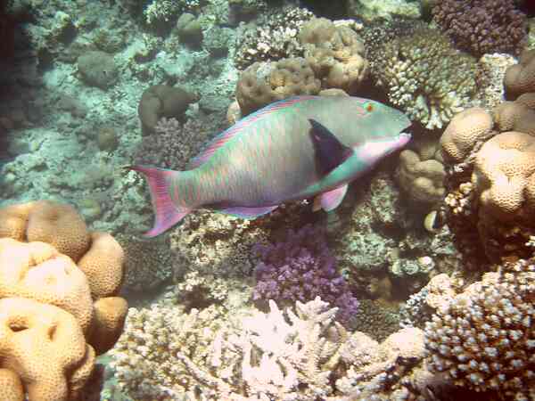 Parrotfish - Bicolour Parrotfish