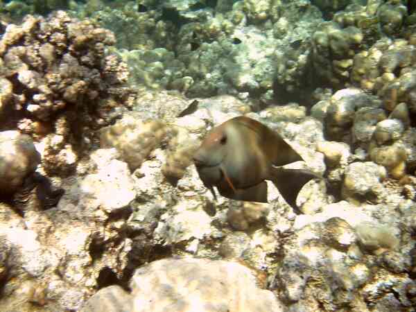 Surgeonfish - Striped Bristletooth