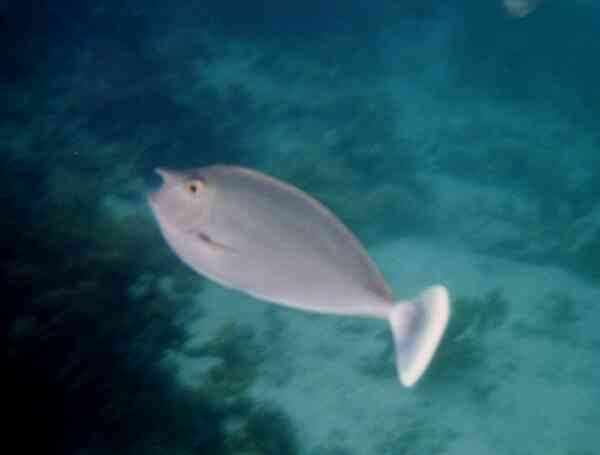 Surgeonfish - Whitemargin Unicornfish