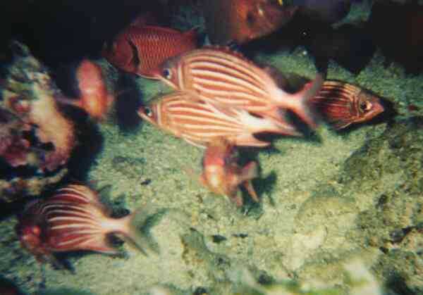 Squirrelfish - Crown Squirrelfish