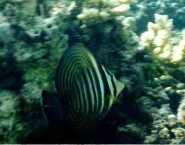 Surgeonfish - Desjardini Sailfin Tang