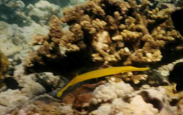 Trumpetfish - Golden Trumpetfish