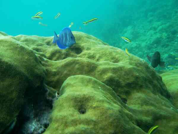 Surgeonfish - Blue Tang