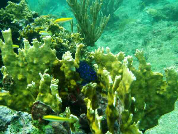 Damselfish - Yellowtail Damselfish