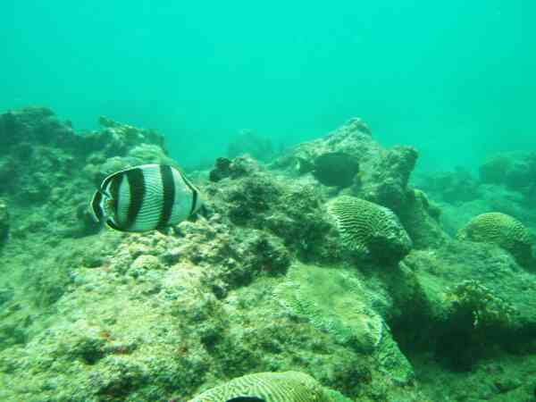 Butterflyfish - Banded Butterflyfish