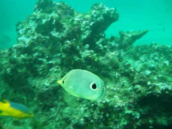 Butterflyfish - Foureye Butterflyfish