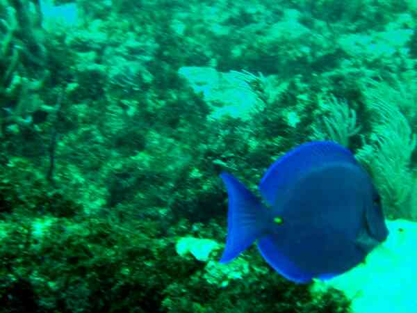 Surgeonfish - Blue Tang