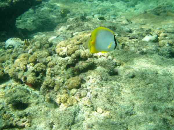 Butterflyfish - Spotfin Butterflyfish