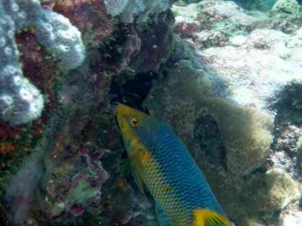 Hogfish - Spanish Hogfish