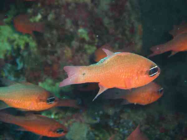 Cardinal Fish