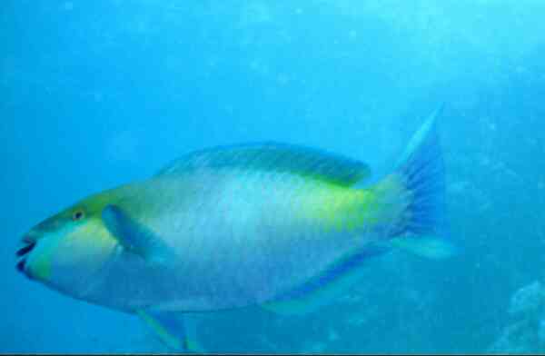 Parrotfish - Rusty Parrotfish