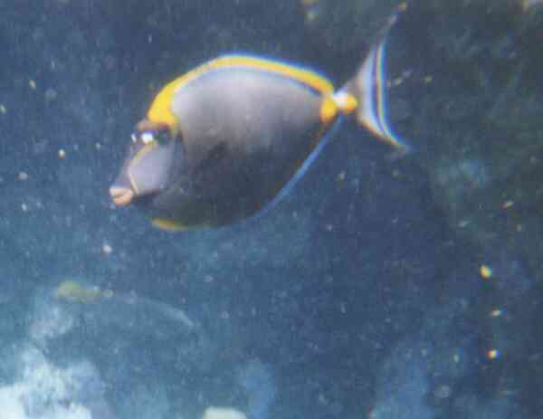 Surgeonfish - Elegant Unicornfish