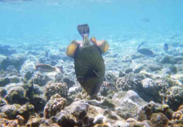 Triggerfish - Titan Triggerfish