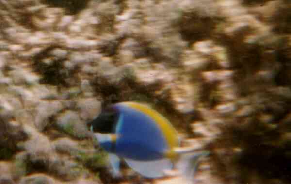 Surgeonfish - Powder Blue