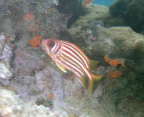 Squirrelfish - Seychelles Squirrelfish