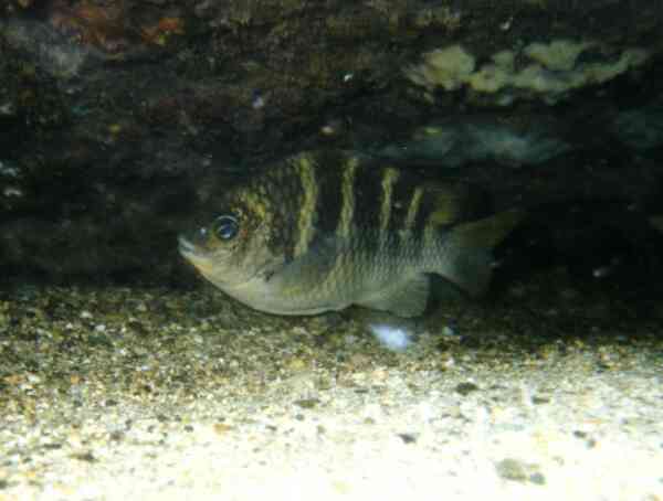 Damselfish - Night Sergeant